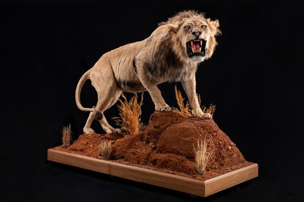 LEON-GALLERY-1 LEON-GALLERY-1