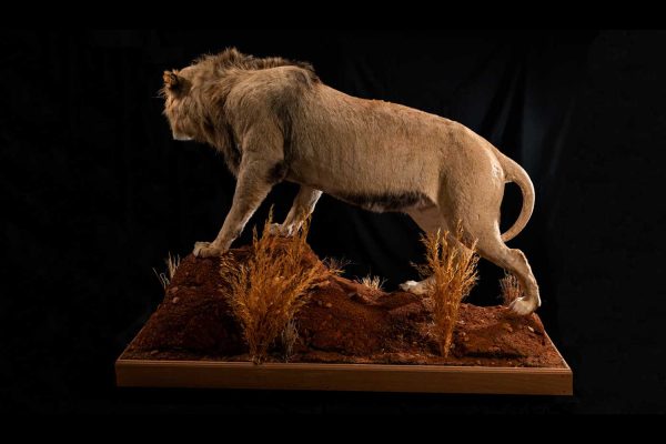 LEON-GALLERY-2 LEON-GALLERY-2