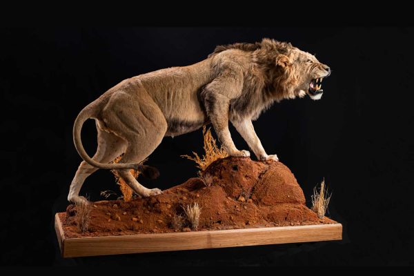 LEON-GALLERY-3 LEON-GALLERY-3