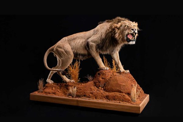 LEON-GALLERY-4 LEON-GALLERY-4