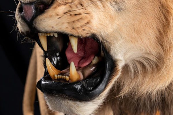 LEON-GALLERY-6 LEON-GALLERY-6