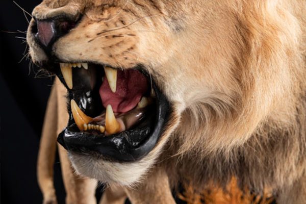 LEON1TAXIDERMIAMADRID LEON1TAXIDERMIAMADRID