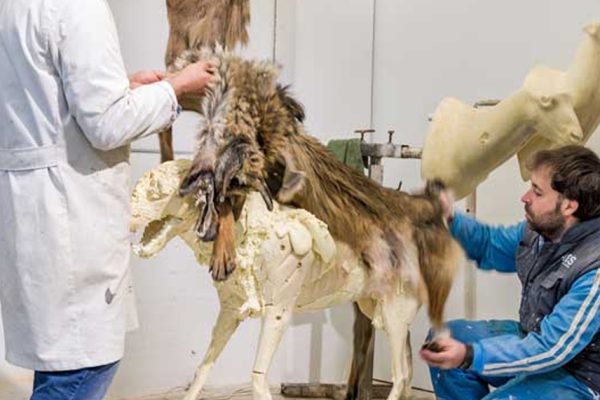 LOBOSMALL2 LOBOSMALL2