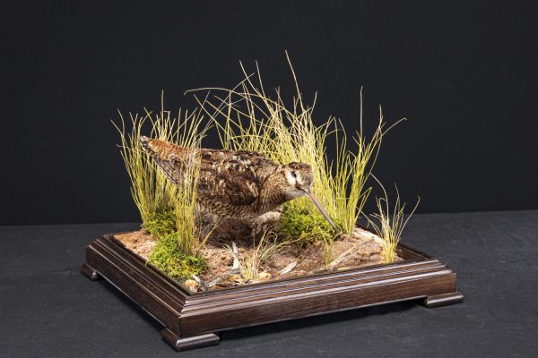 WOODCOCKA1 WOODCOCKA1