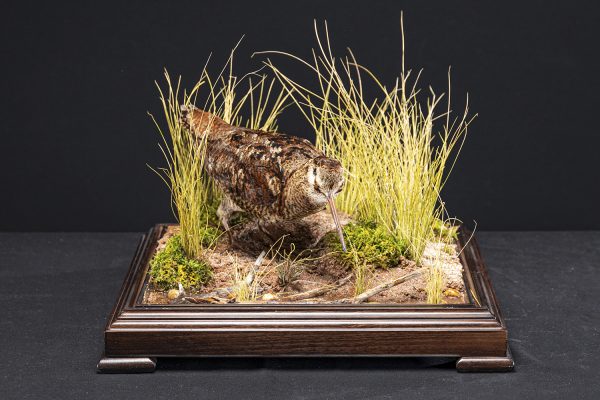 WOODCOCKA2 WOODCOCKA2