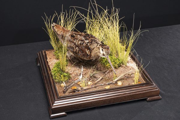 WOODCOCKA3 WOODCOCKA3