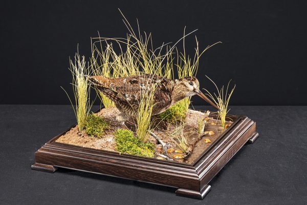 WOODCOCKA4 WOODCOCKA4