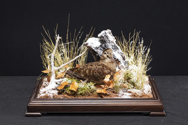 WOODCOCKA5 WOODCOCKA5