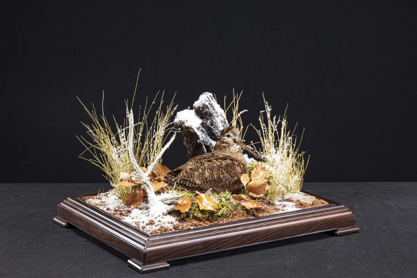 WOODCOCKA6 WOODCOCKA6